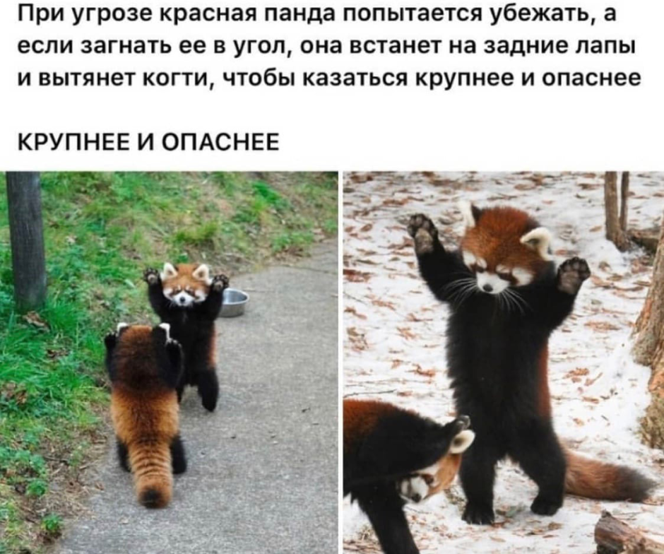 Красная Панда на задних лапах