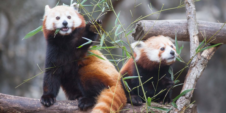 Red Panda водопад