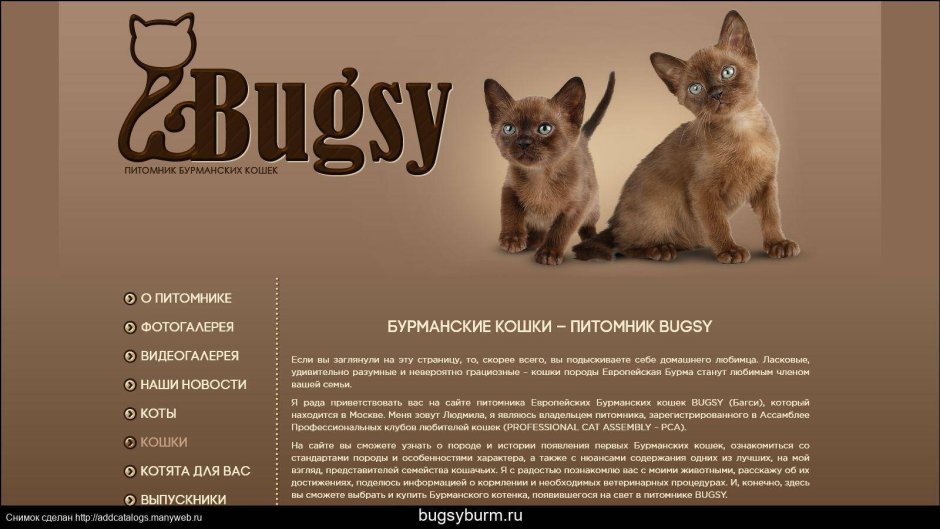 Стандарт породы Бурма