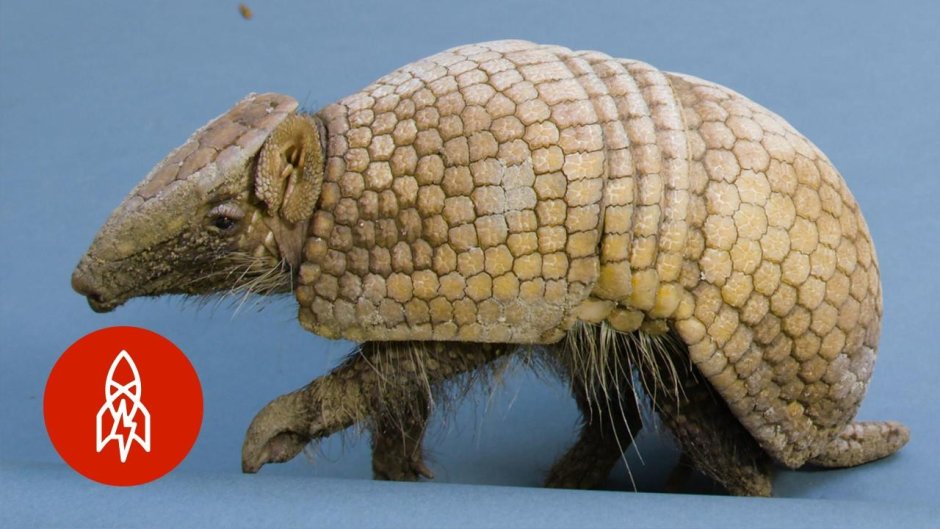 The Armadillo's Armor