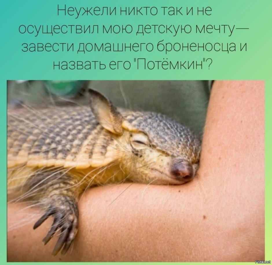 Трехпоясный броненосец спит