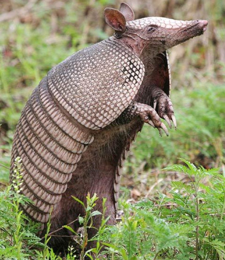Броненосец Южной Америки