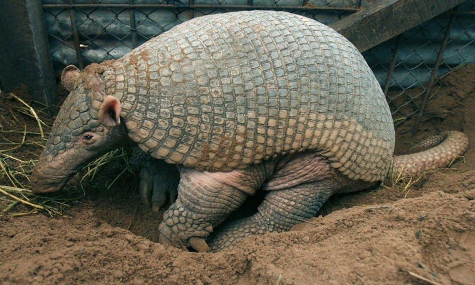 Древний гигантский броненосец