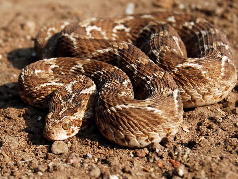 Песчаная Эфа (Echis carinatus)