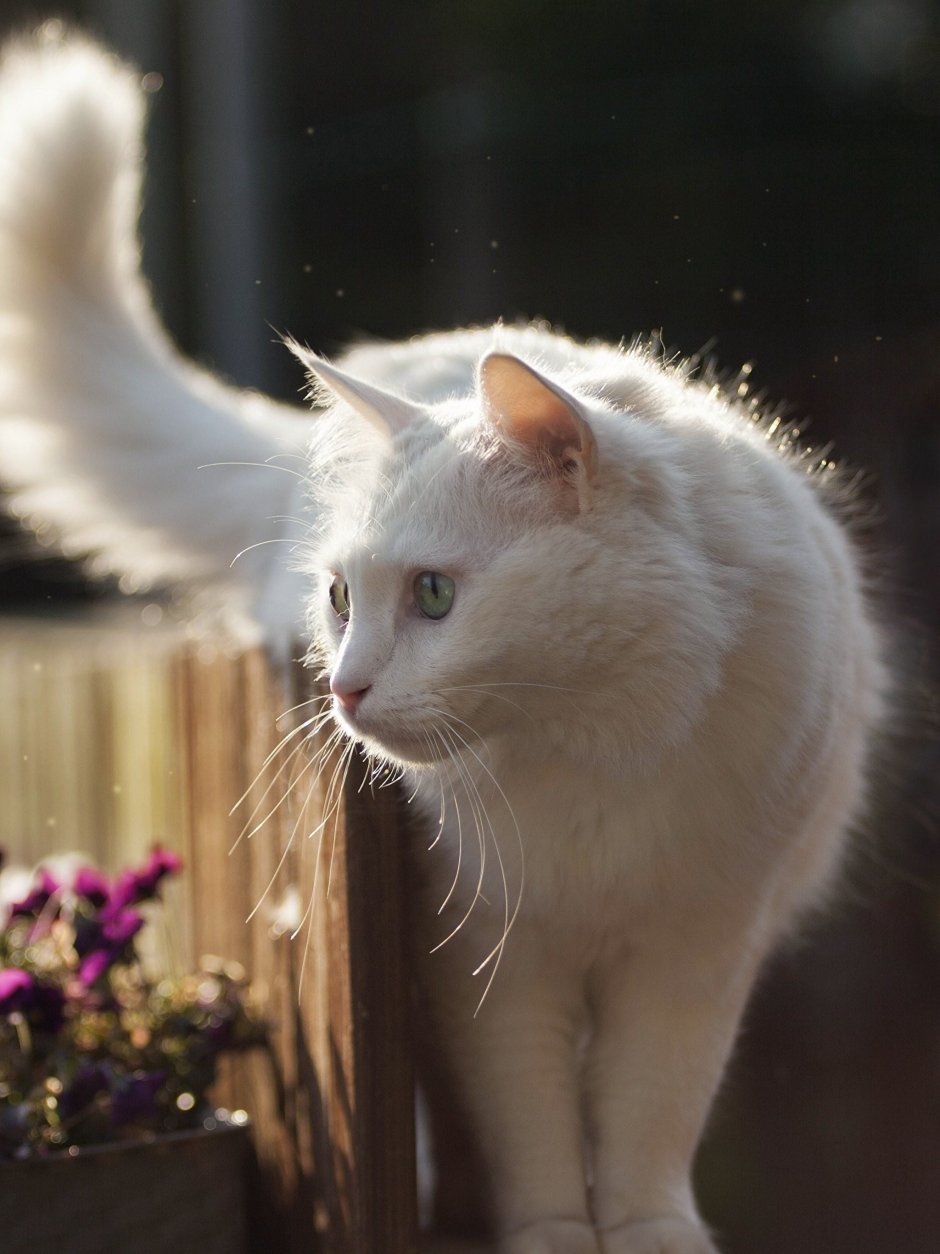 Белые коты