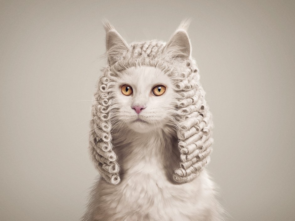 Кошка уют