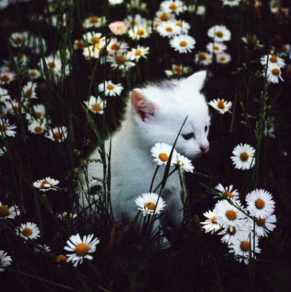 Котята Эстетика