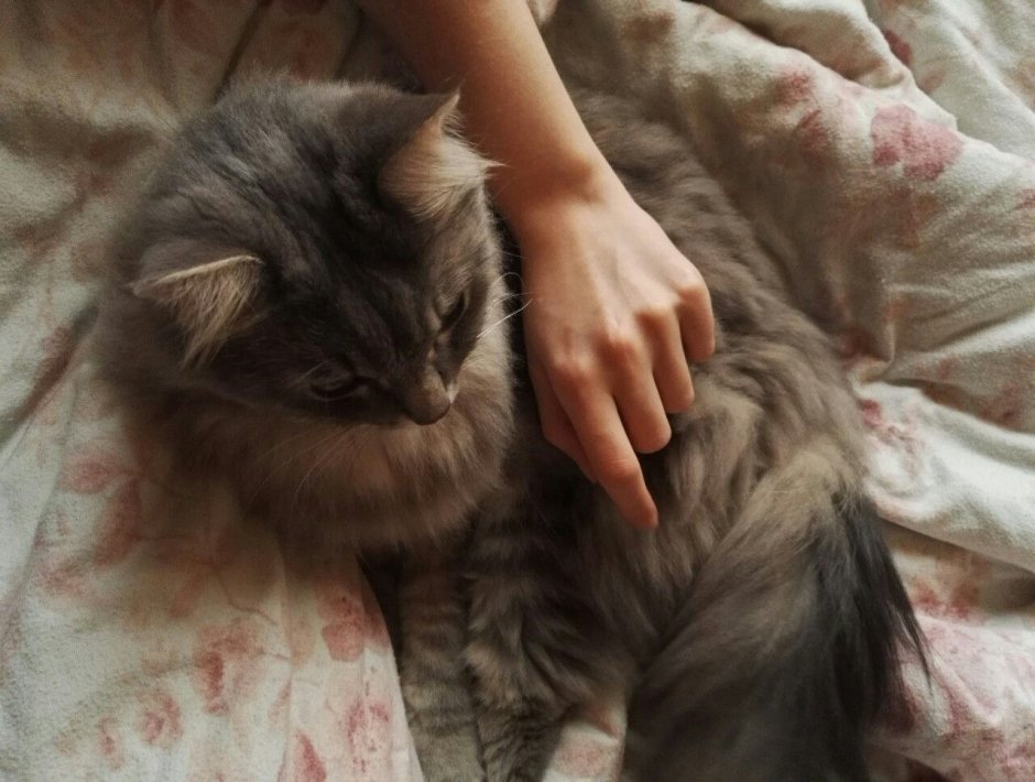 Русый кот Эстетика