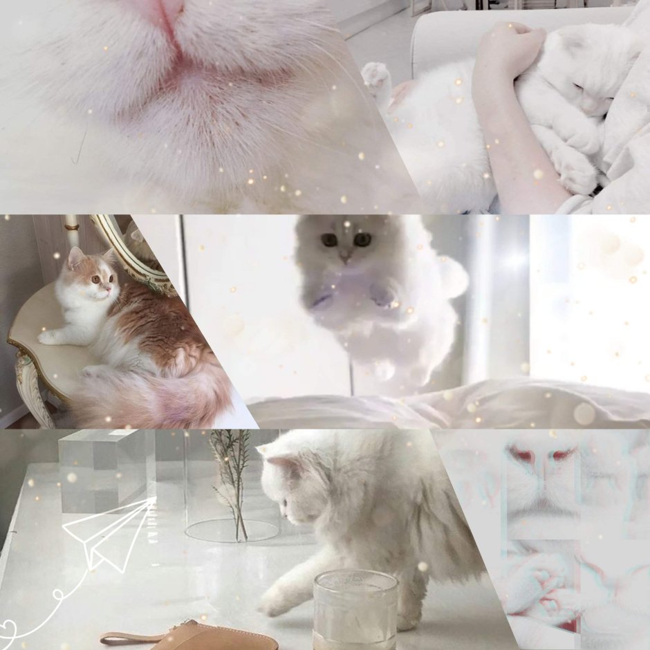 Котики Эстетика