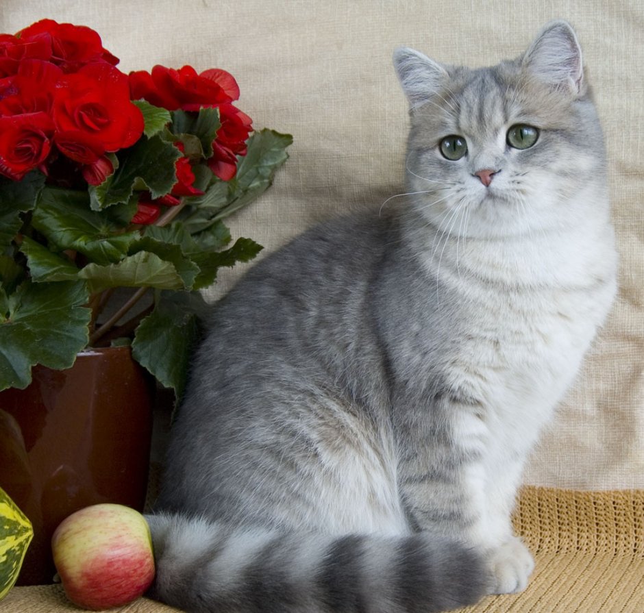 Шотландская прямоухахая.шиншилла