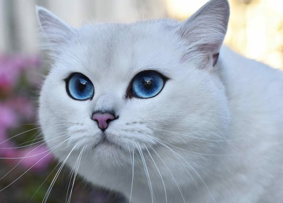 Котик шотландская шиншилла