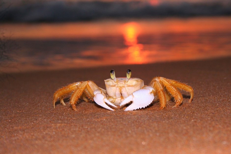 Крабик на берегу моря