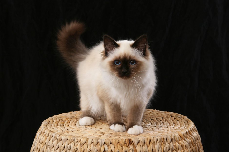 Священная бирманская кошка котята