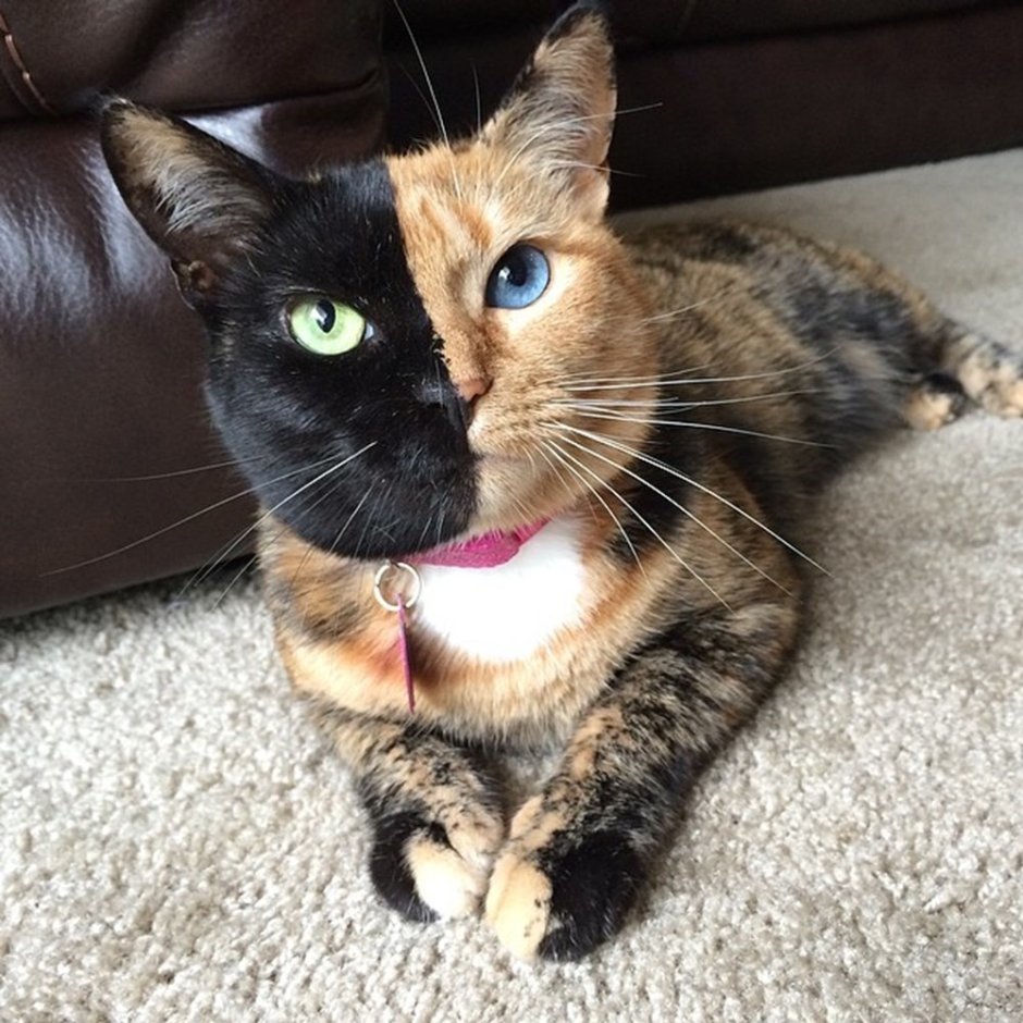 Famous Kitten