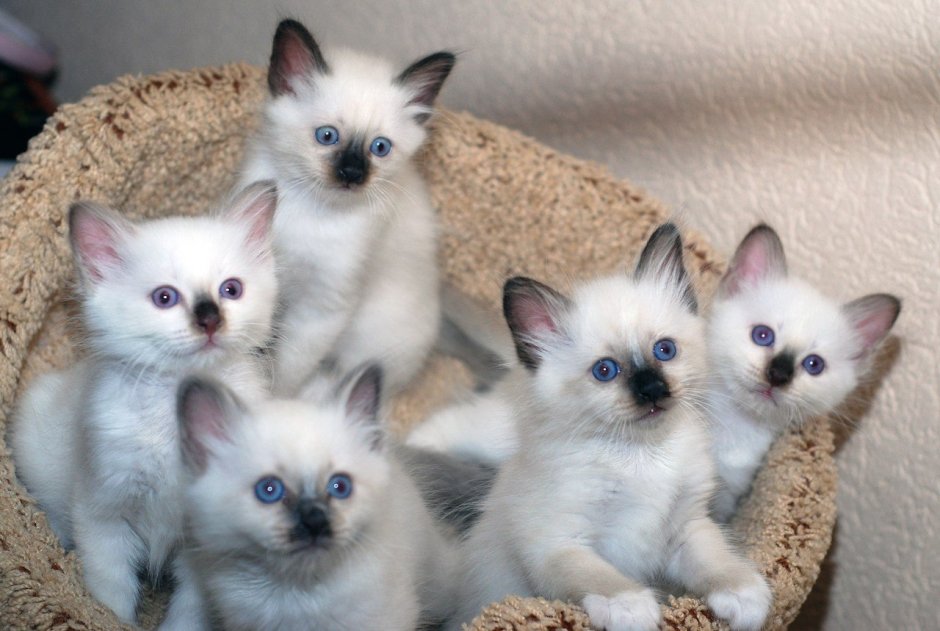 Бирманская кошка котята