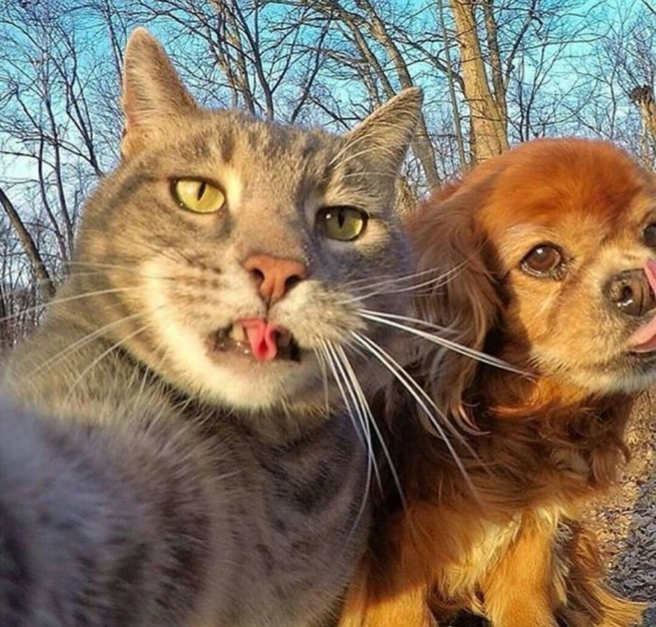 Селфи кота Мэнни