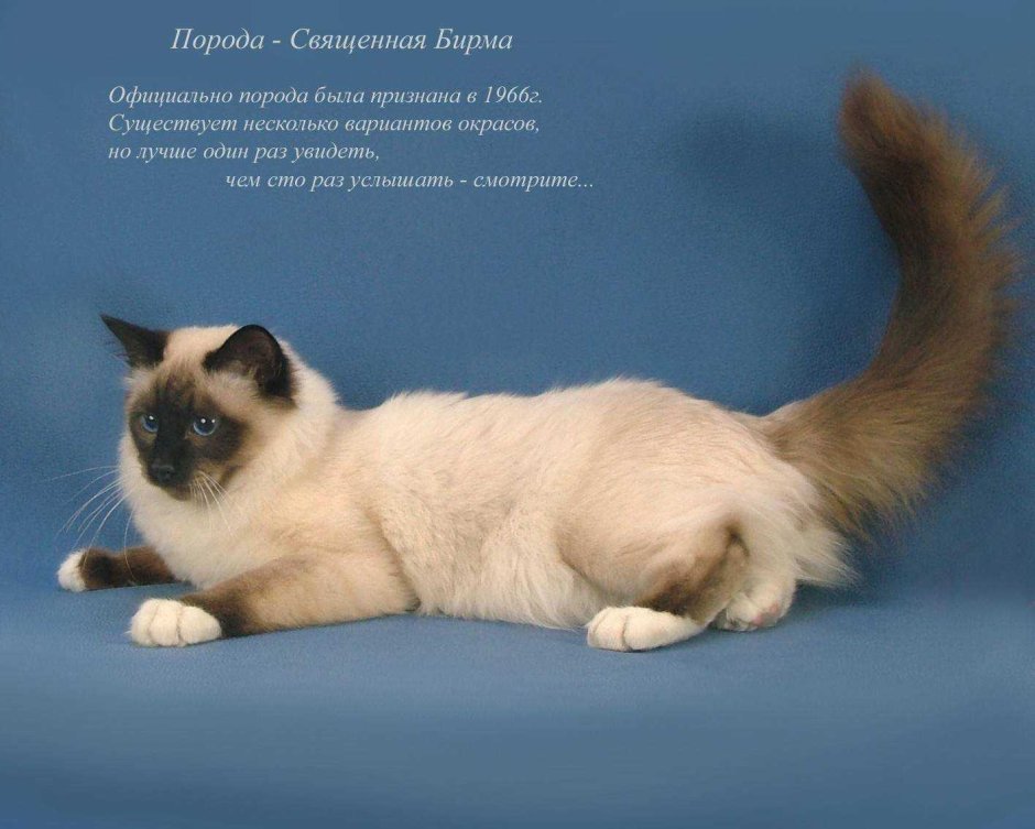 Священная Бирма черепаховый окрас