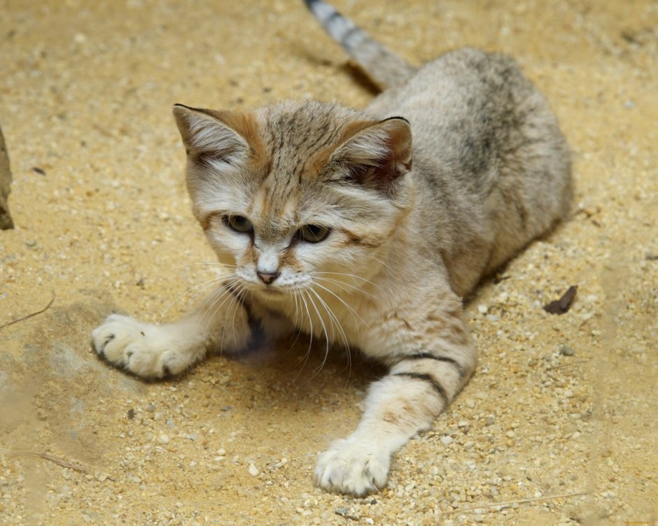 Песчаная кошка (Felis Margarita)