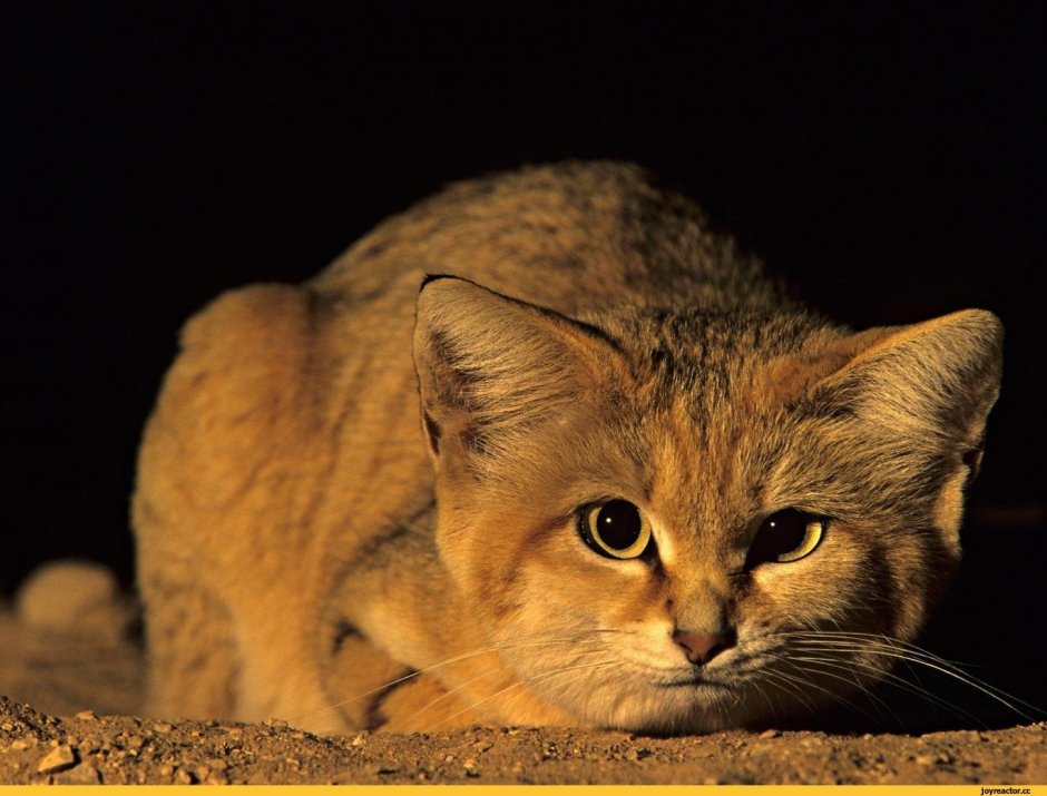 Барханная кошка (Песчаная кошка)