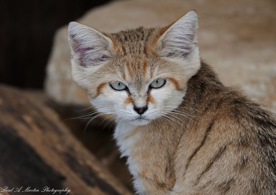 Пустынная кошка