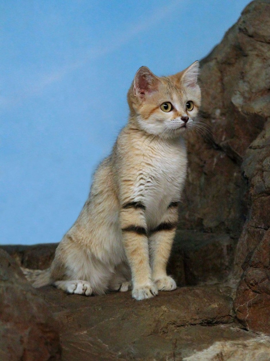 Песчаная кошка (Felis Margarita)
