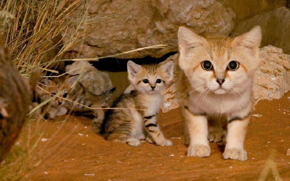 Барханная кошка (Песчаная кошка)