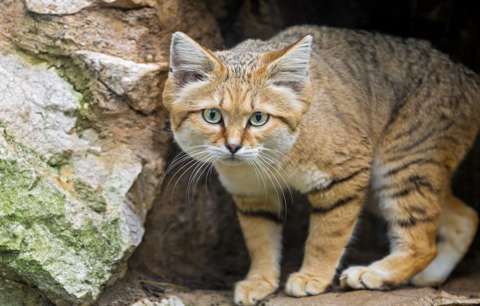 Туркестанская песчаная кошка