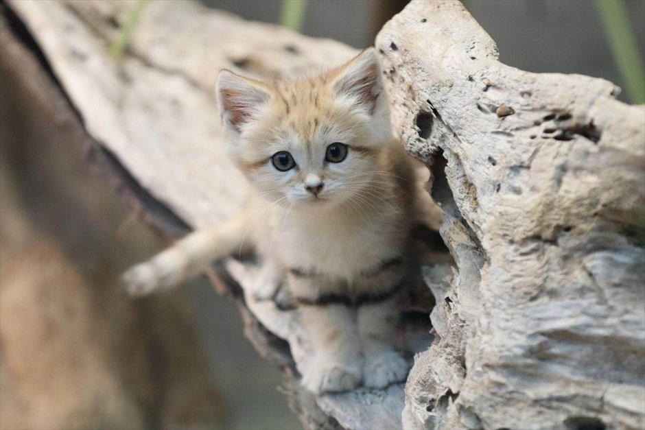 Африканский барханный кот