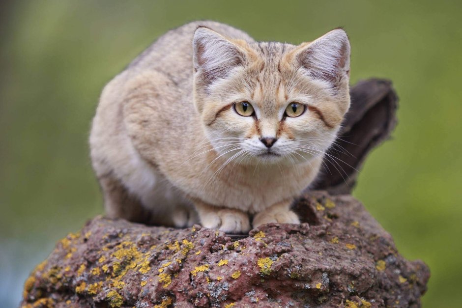 Дикий барханный кот
