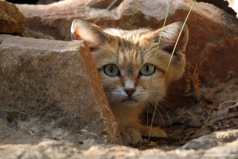 Барханный кот