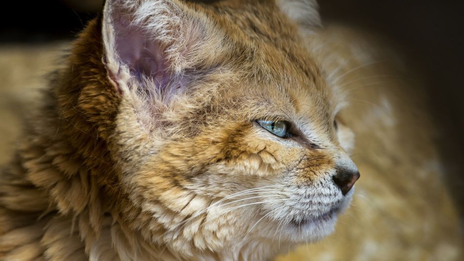 Барханная кошка