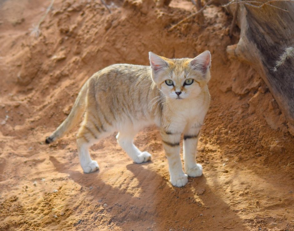 Песчаная кошка (Felis Margarita)