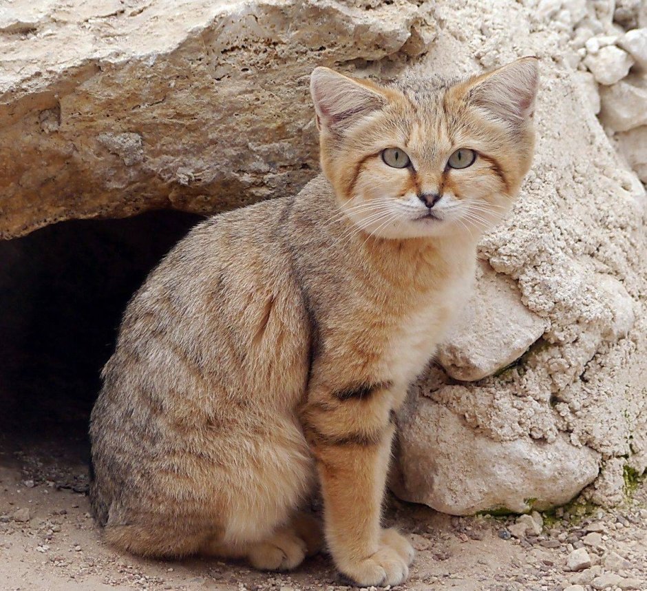 Кошка породы барханный кот