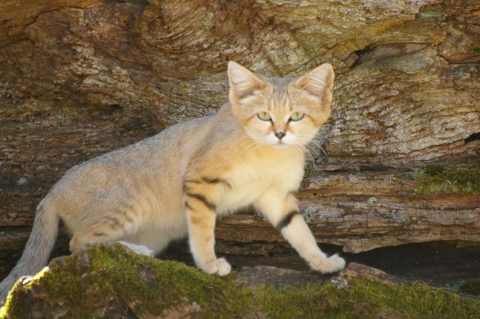 Барханный песчаный кот