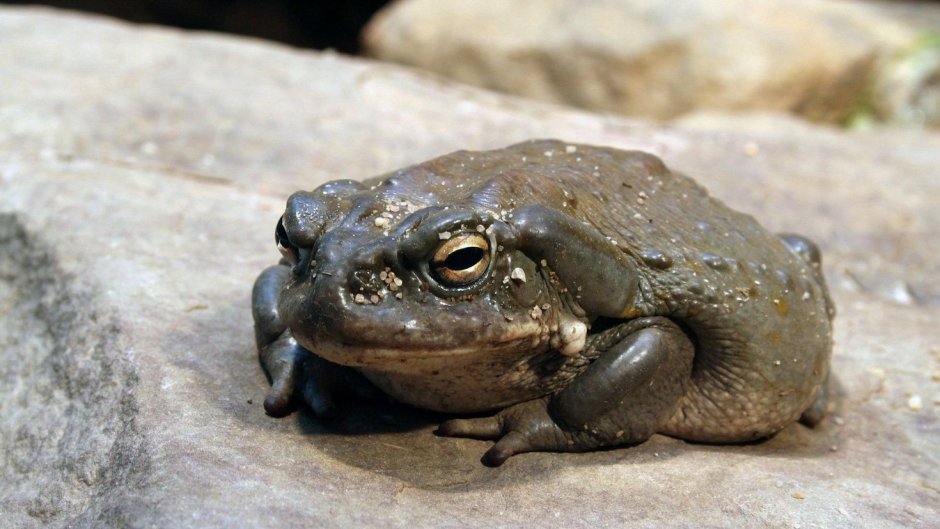 Зеленая жаба Bufo viridis