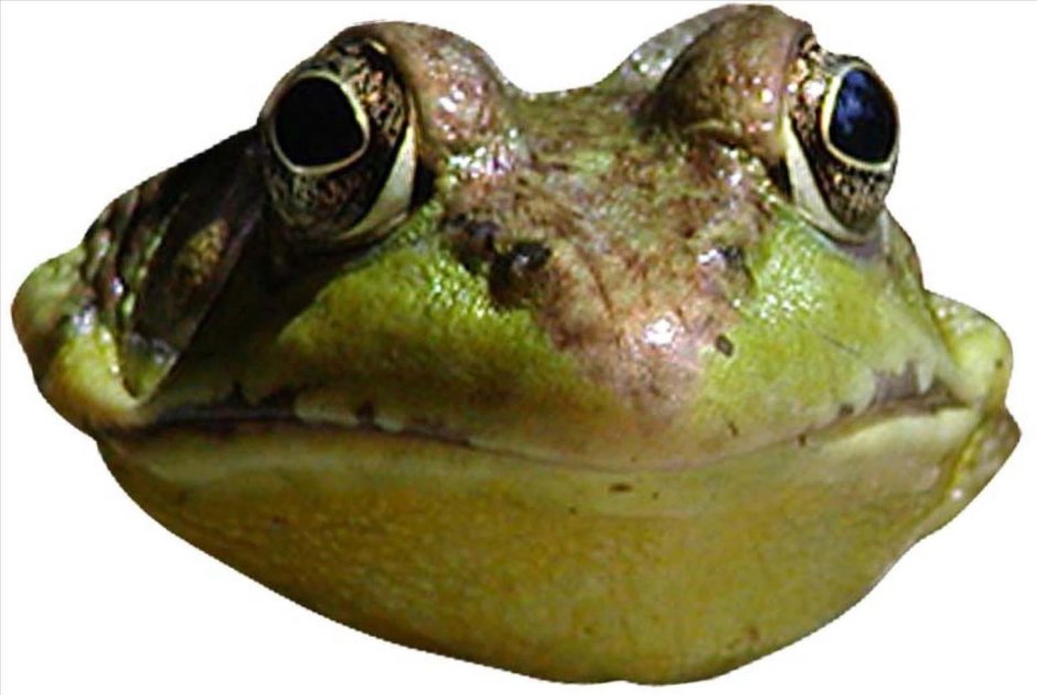 Лицо Жабы