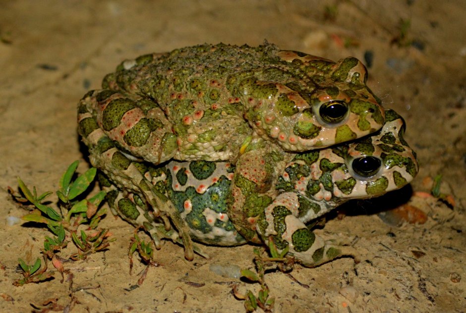 Зеленая жаба Bufo viridis
