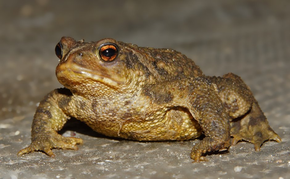 Сибирская лягушка Rana amurensis