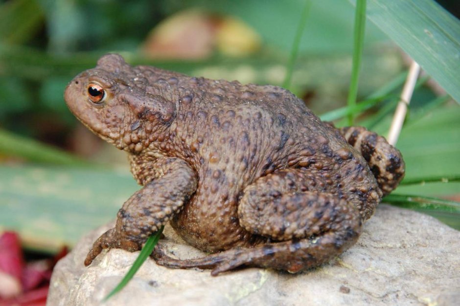 Серая жаба Bufo Bufo