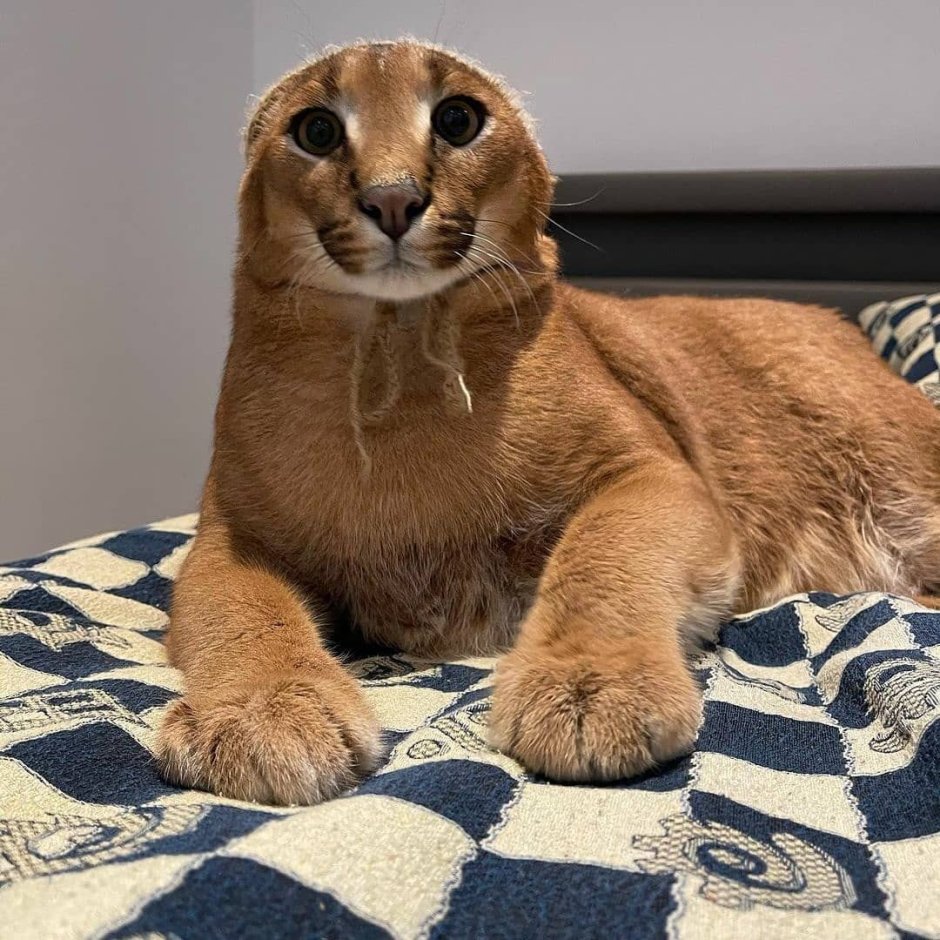 Кот Биг Кок