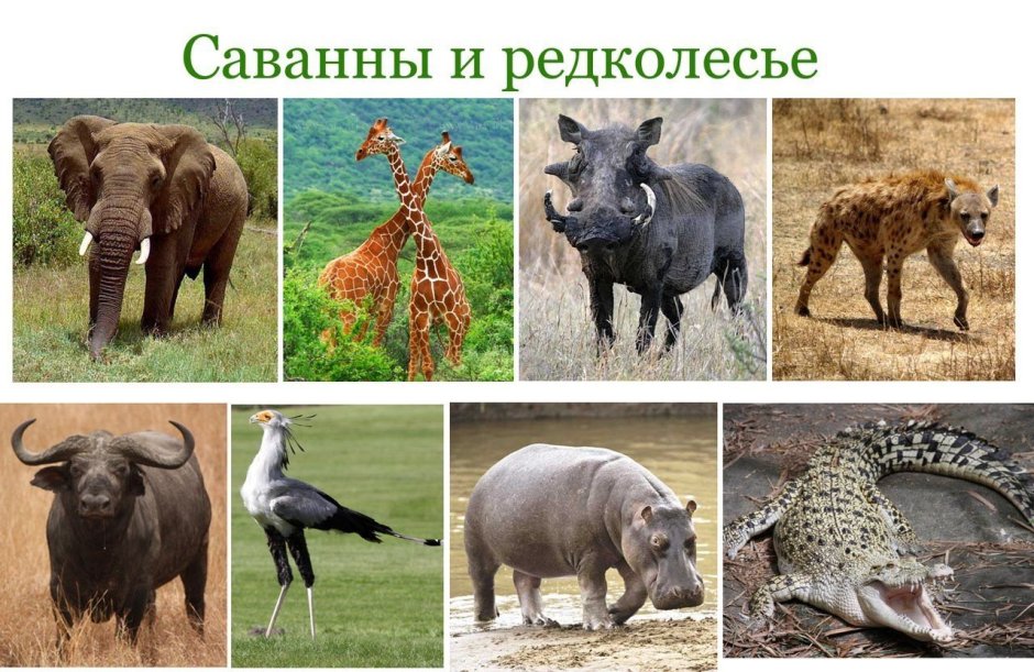 Животный мир саванны и редколесья Африки
