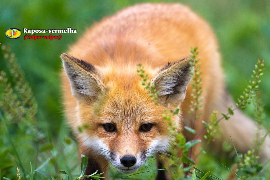 Tiki Vulpes