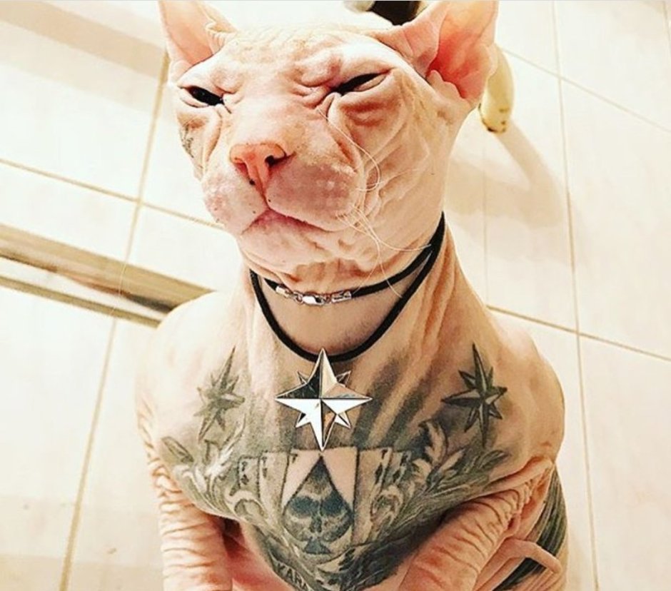 Татуированный кот сфинкс