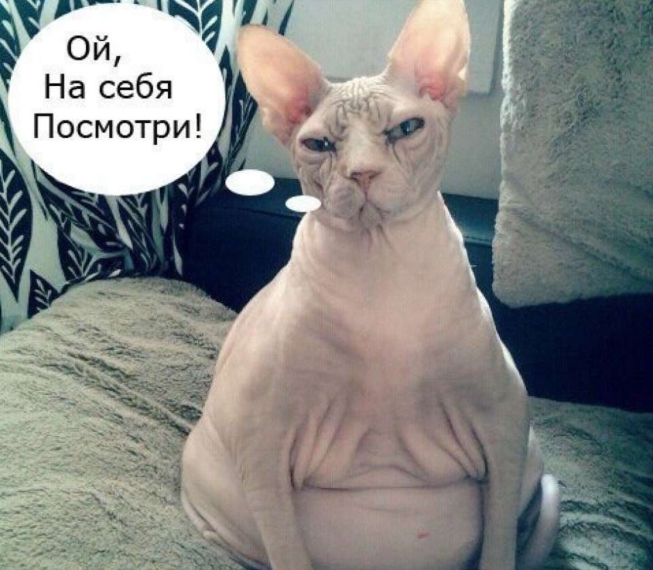 Сфинкс приколы