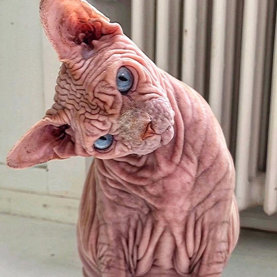 Сфинкс кот добрый