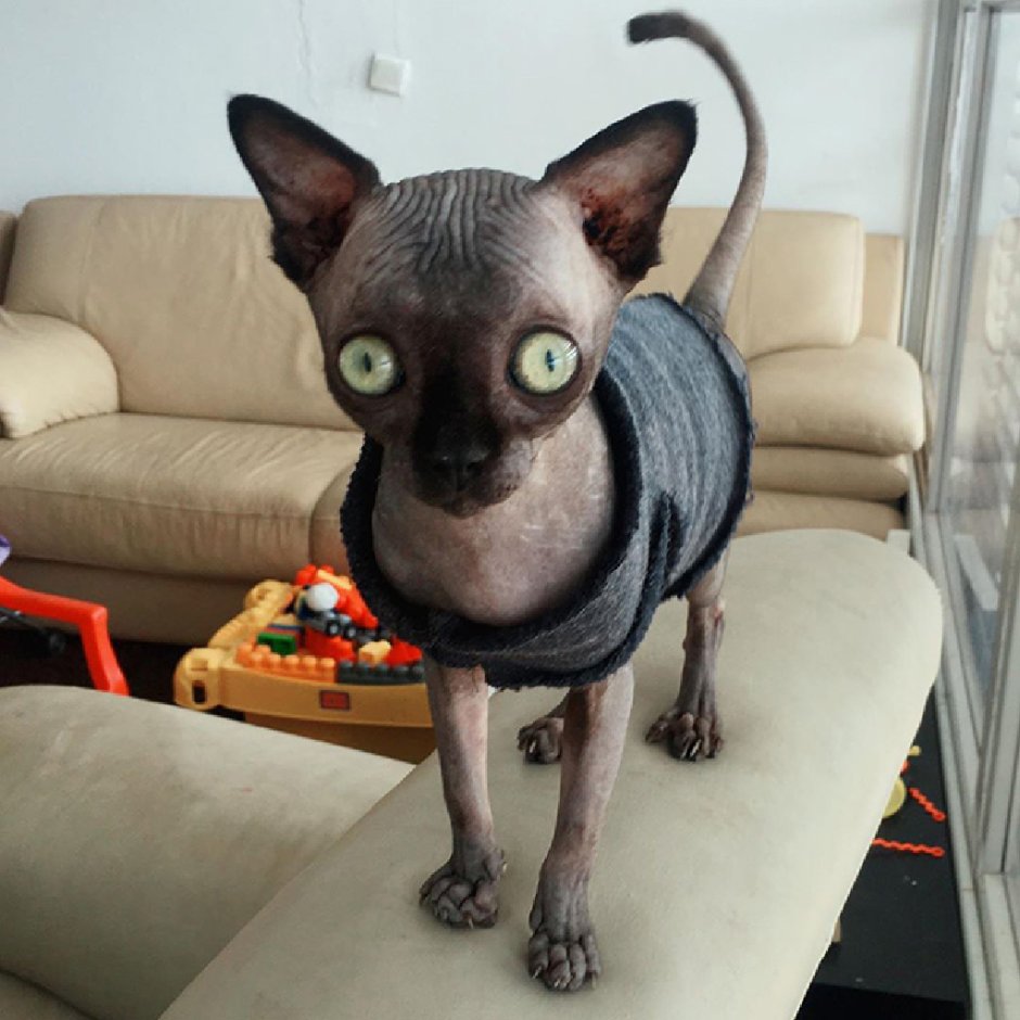 Кошка похожая на сфинкса