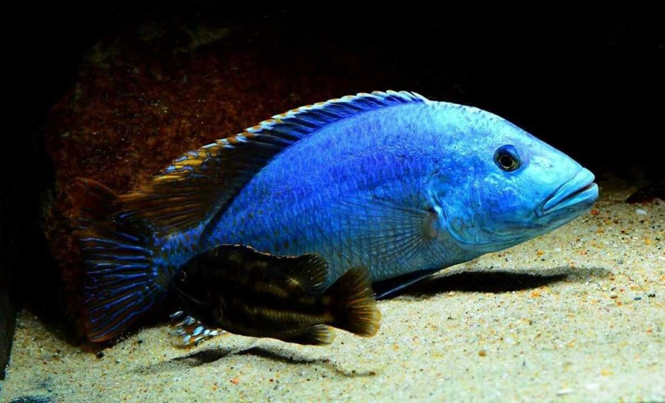 Нимбохромис фускотаениатус (Nimbochromis fuscotaeniatus).