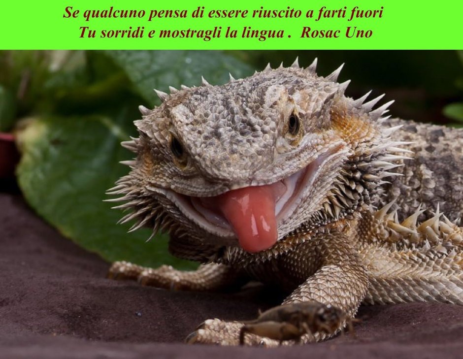 Игуана агама