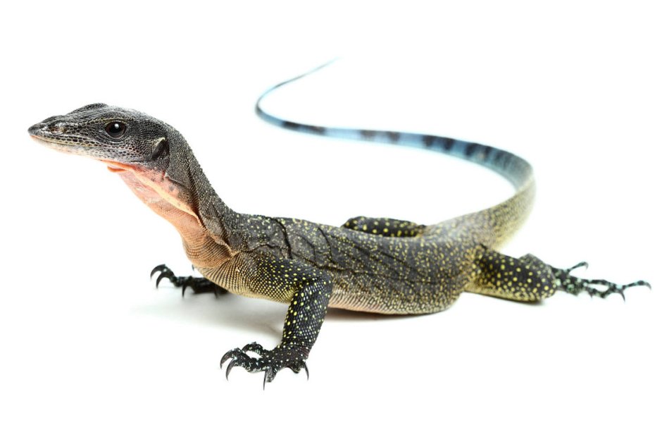 Varanus jobiensis