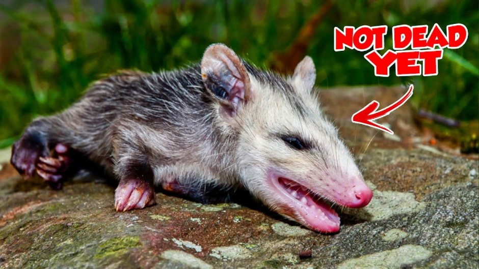 Опоссум animal Planet